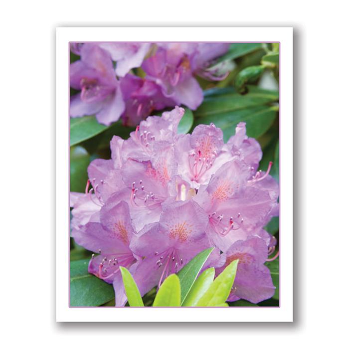 Greeting Card Of Purple Rhododendron Flowers by Kurt Neumann